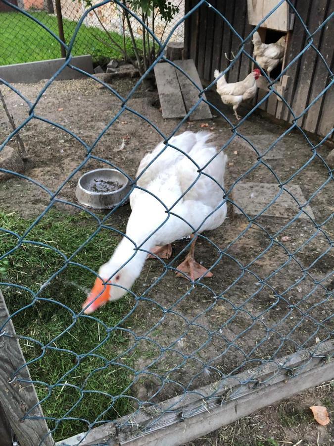 Ferienwohnung Gans Auguste Dohna Eksteriør billede